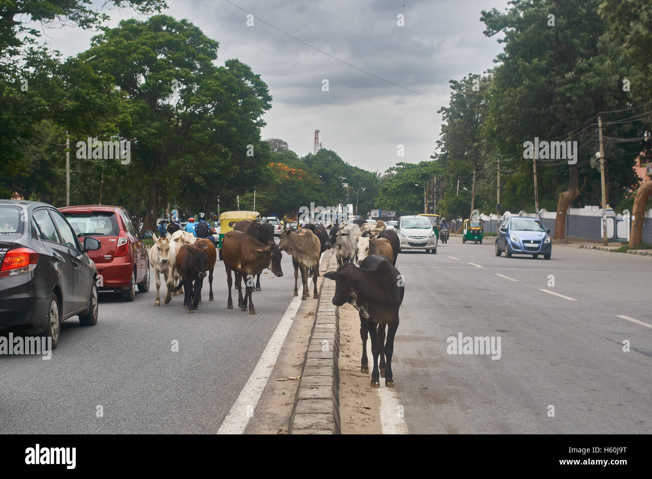 Kühe mitten auf der Straße in der Stadt Bangalore, Indien. Stockfoto
