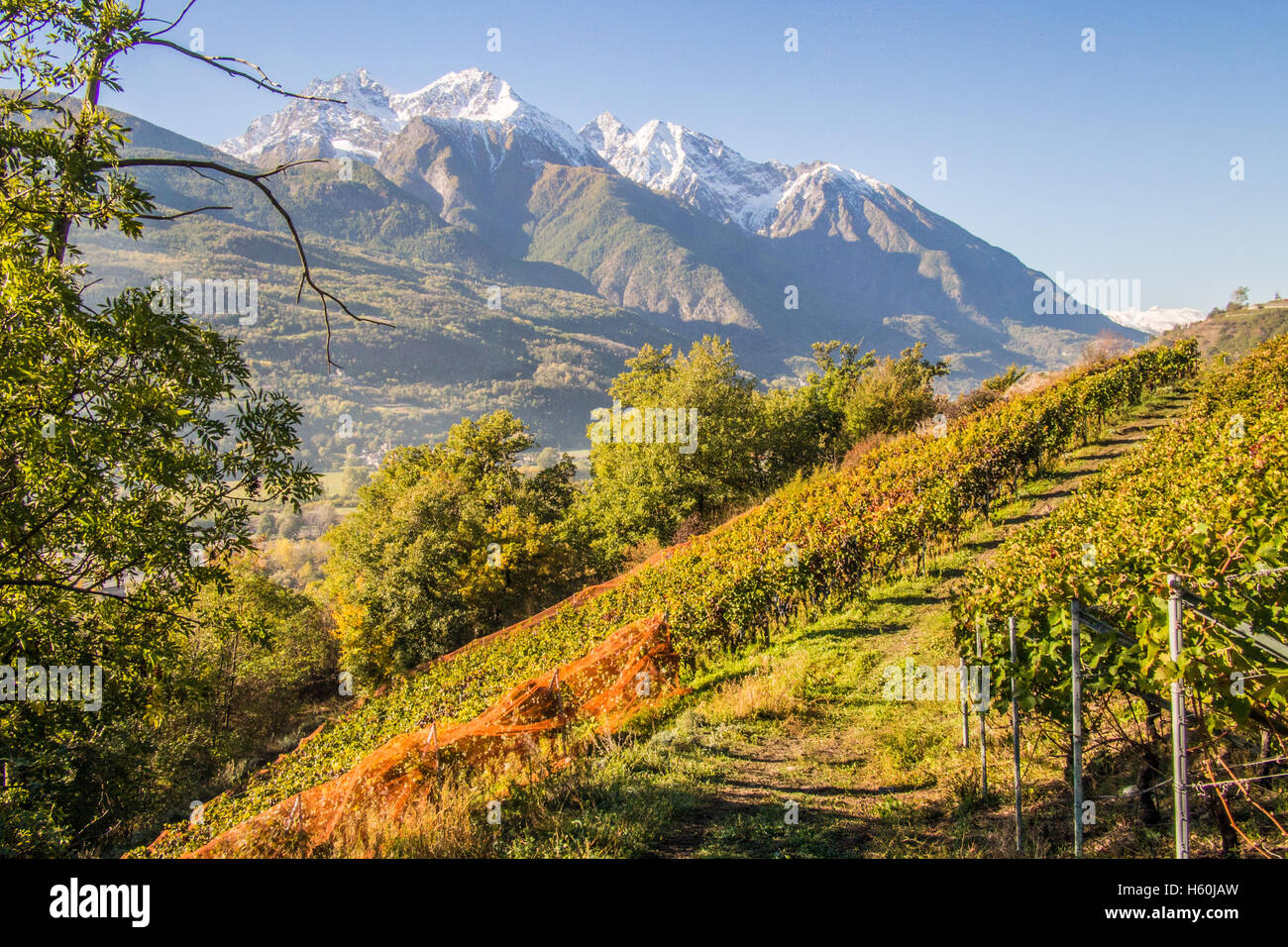 Blick vom Bio-Weingut Les Granges bei Nus & Fenis, Aostatal, Italien. Stockfoto