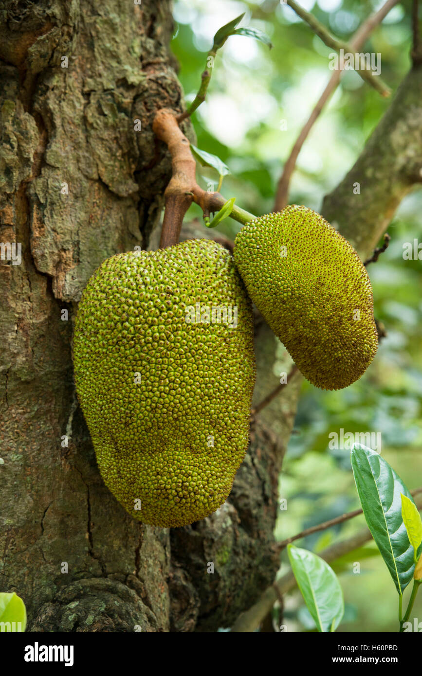 Brotfrucht, Wellawaya, Sri Lanka Stockfoto