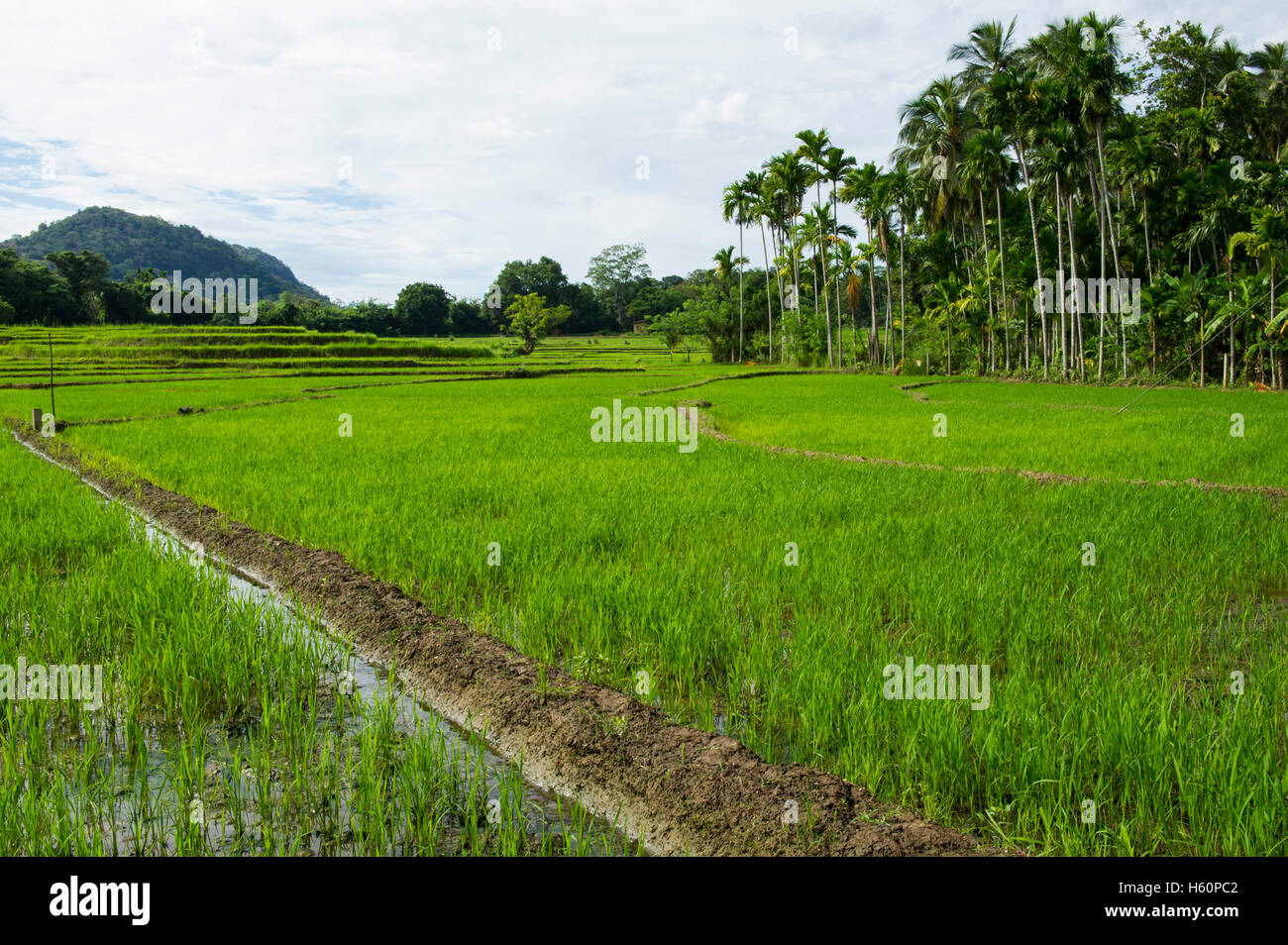 Reisfelder, Wellawaya, Sri Lanka Stockfoto