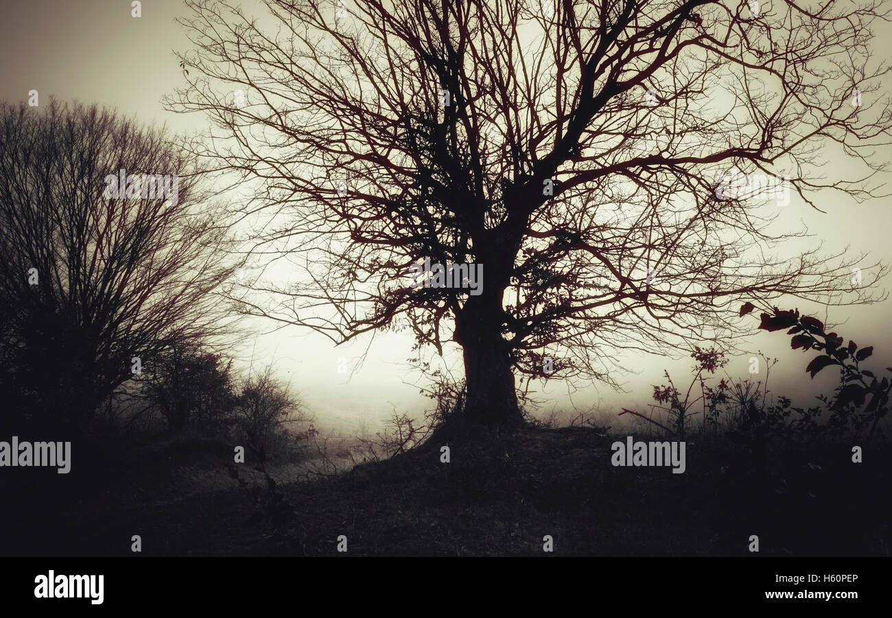 Dunkle gespenstische Landschaft. Alter Baum im Nebel, gruselige Halloween-Landschaft Stockfoto