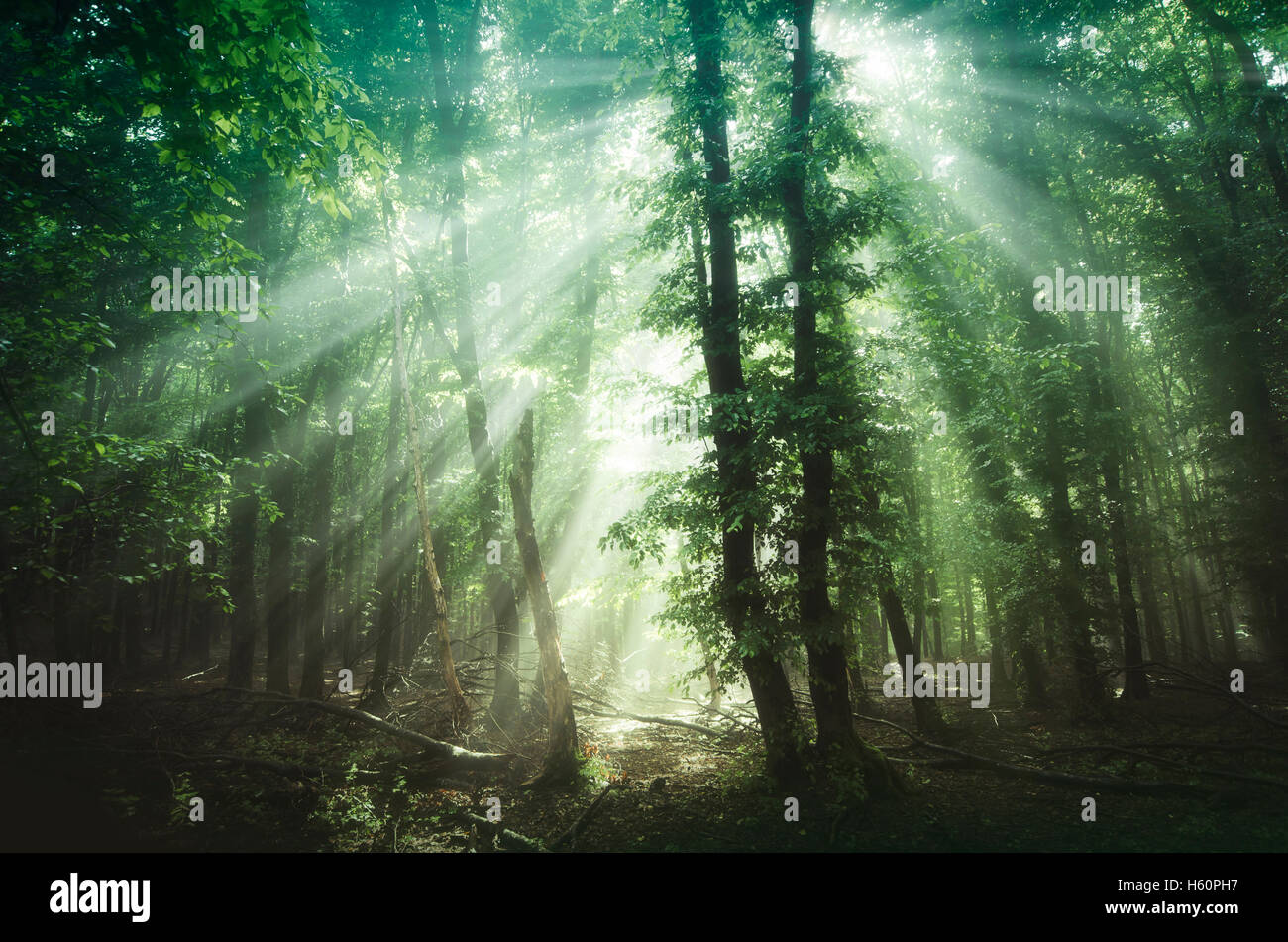 Waldlandschaft. Strahlen der Sonne in grünen Naturwald mit Bäume im Nebel am Sommertag Stockfoto