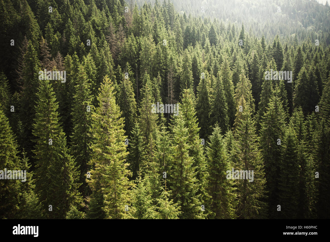 Wildnis-Landschaft. Luftaufnahme des grünen Kiefernwald im Sommer Stockfoto