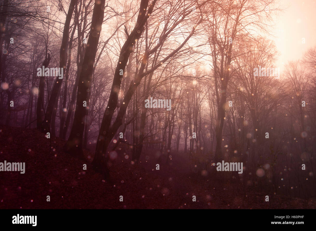 Fantasie-Waldlandschaft. Bäume im Nebel mit magischen funkelt in surrealen Sonnenuntergang helle Hölzer Landschaft schweben Stockfoto