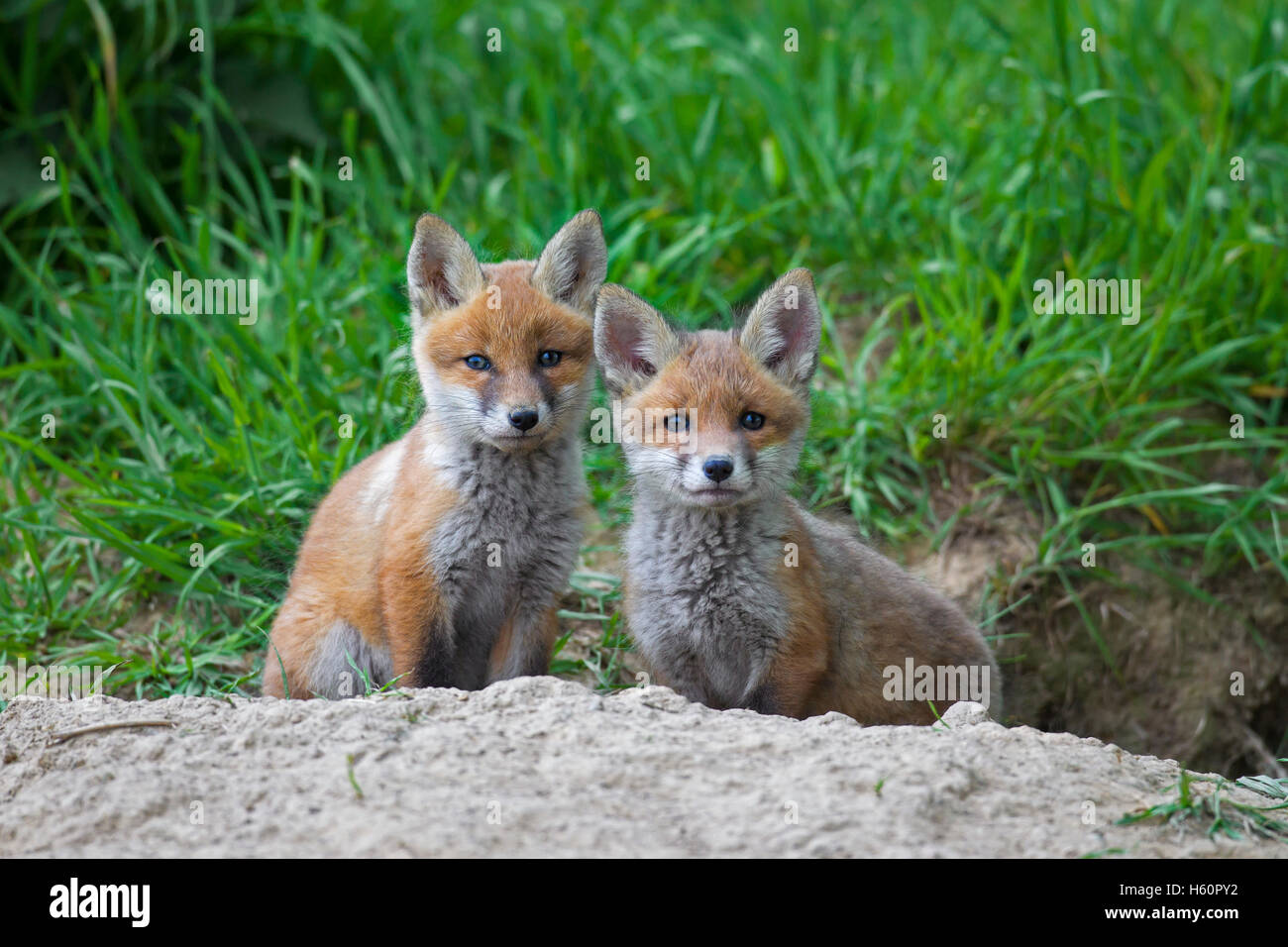 Zwei niedliche Rotfuchs (Vulpes Vulpes) jungen / Kits sitzen am Eingang der Höhle auf der Wiese im Frühling Stockfoto