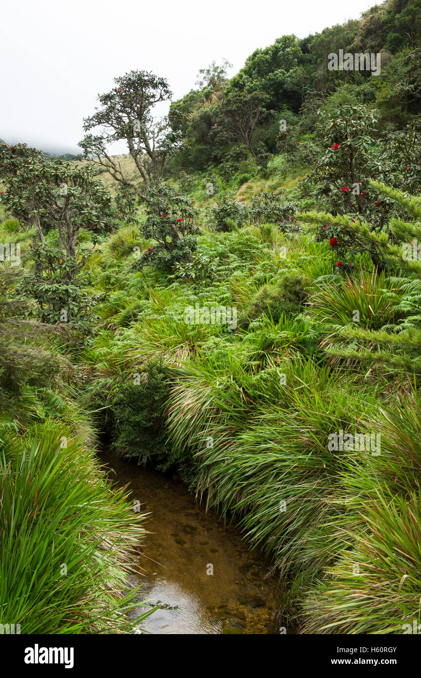 Gebirgsbach, Horton Plains Nationalpark, Sri Lanka Stockfoto