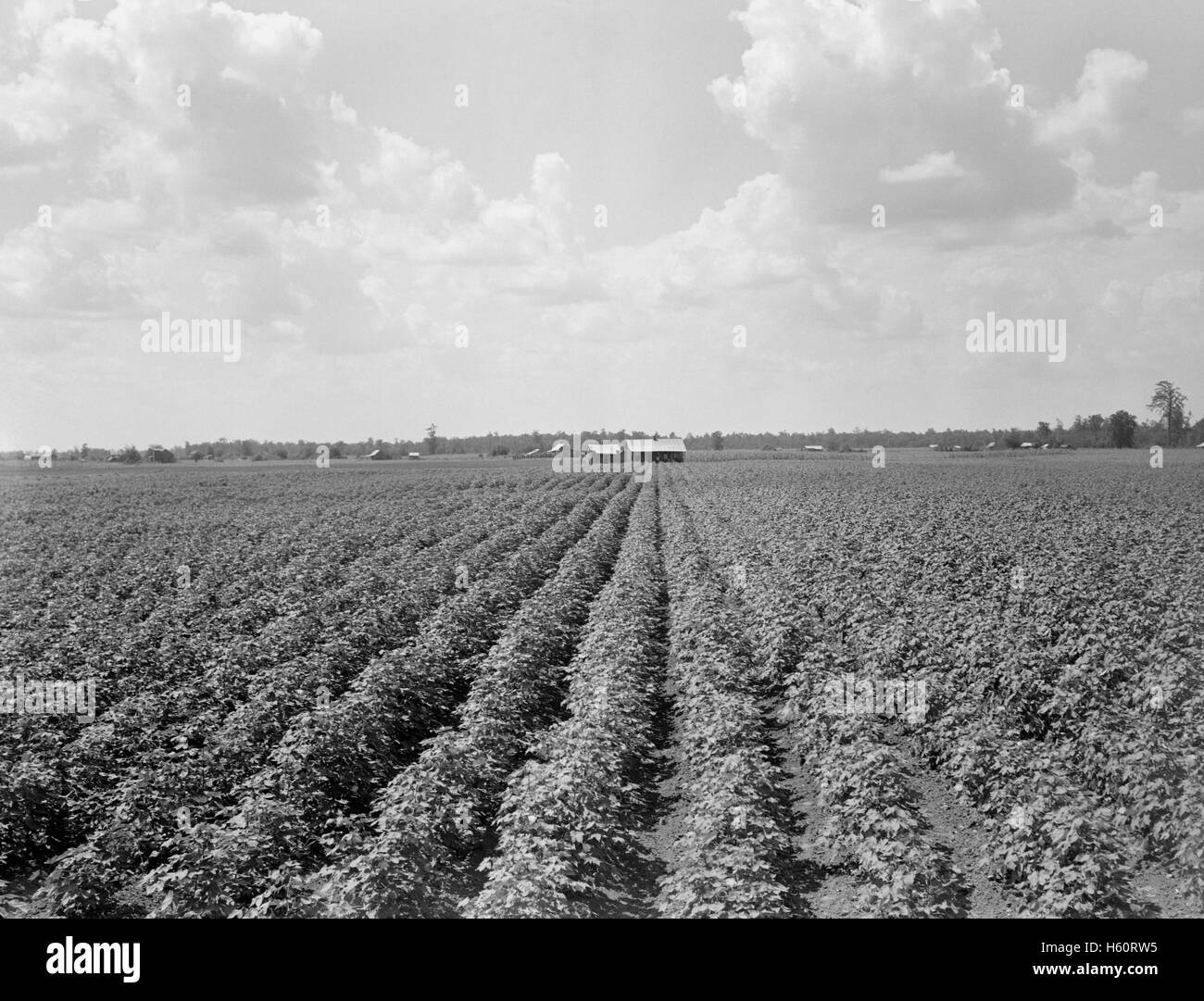 Delta-Plantage Landschaft, in der Nähe von Wilson, Arkansas, USA, Dorothea Lange für Farm Security Administration, August 1938 Stockfoto