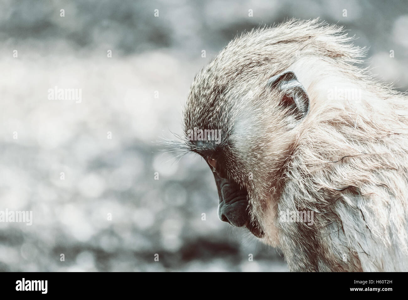 Affenbaby Drill (Mandrillus Leucophaeus) Stockfoto