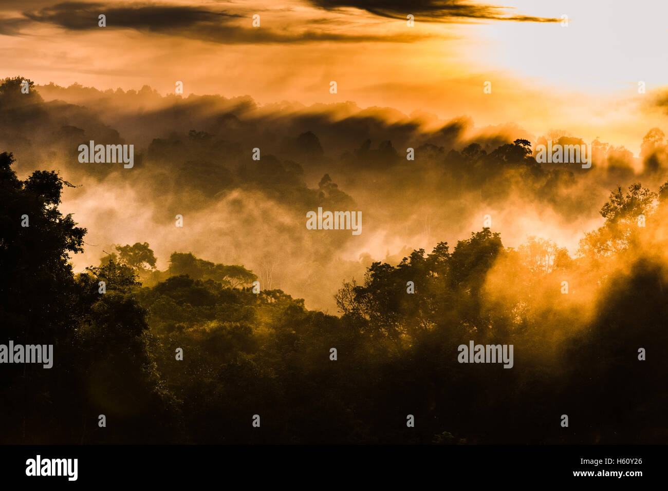 Wald am Morgen mit goldenen Sonnenlicht in Khao Yai Nationalpark, Thailand. Stockfoto