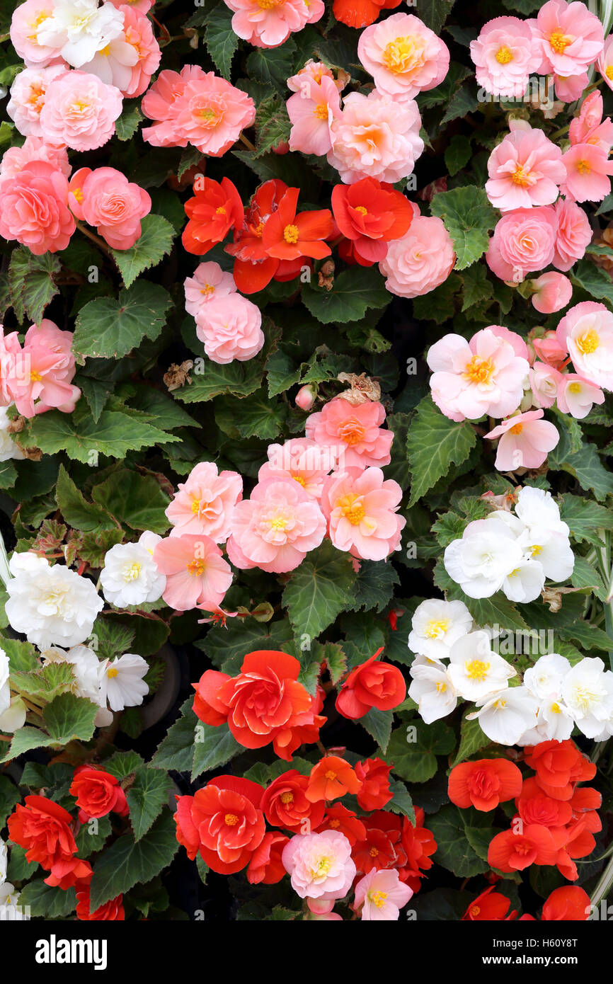 Blüte Blume leuchtenden Farben mit verlässt Hintergrundtextur Stockfoto