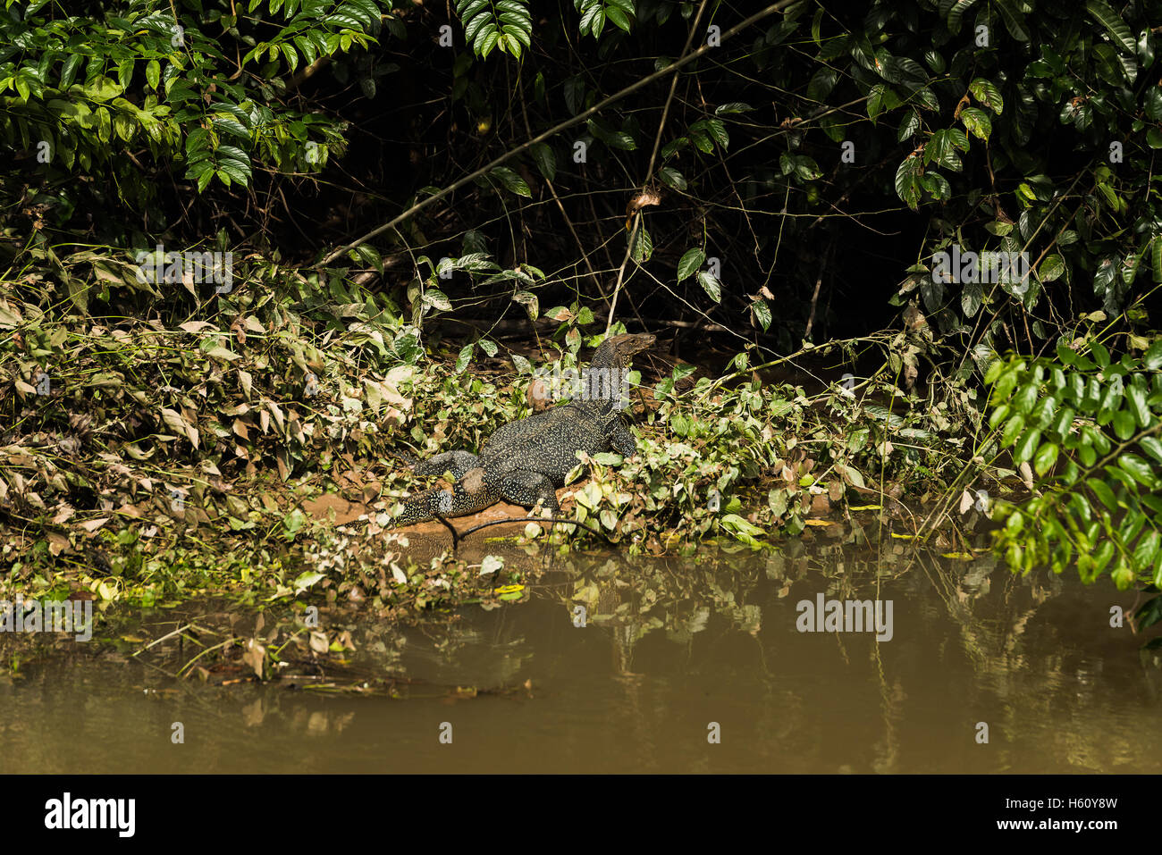 Varanus salvator Stockfoto