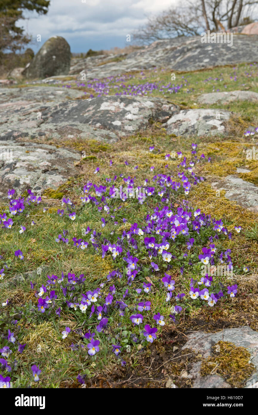 Veilchen / Süssveilchen / Duftveilchen ( Viola odorata ) blühend auf einem Spieß an der Küste Schwedens, Skandinaviens, natürlich, Europa. Stockfoto