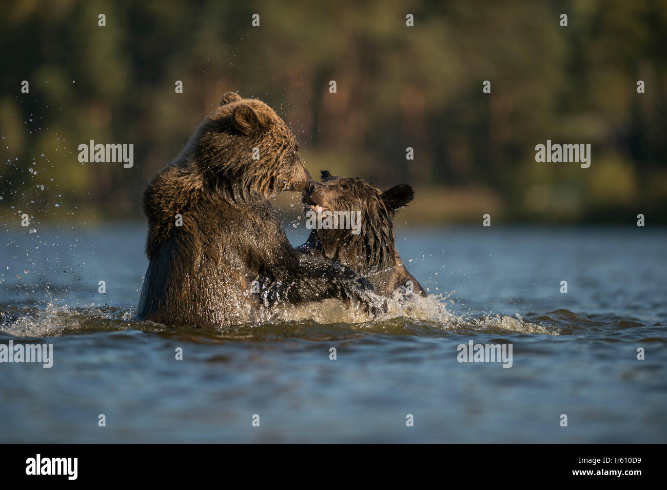 Eurasische Braunbären / Braunbaeren (Ursus Arctos) spielen im Wasser, Fluss, See, kämpfen, kämpfen, in spielerischen Kampf. Stockfoto