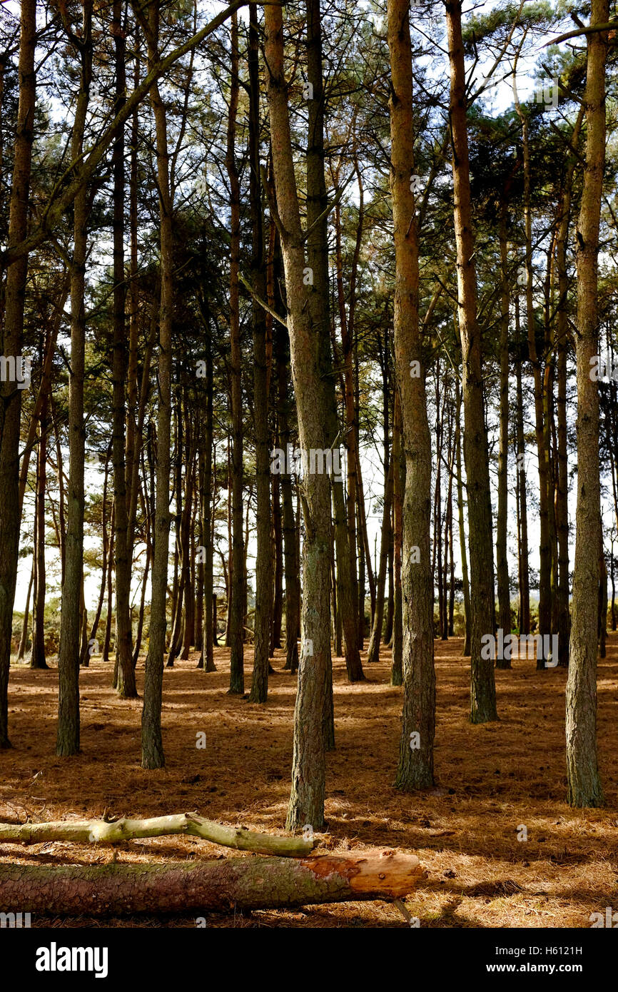 Freunde Büschel berühmt geworden in den Winnie The Pooh-Büchern von AA Milne Ashdown Forest Sussex UK Stockfoto