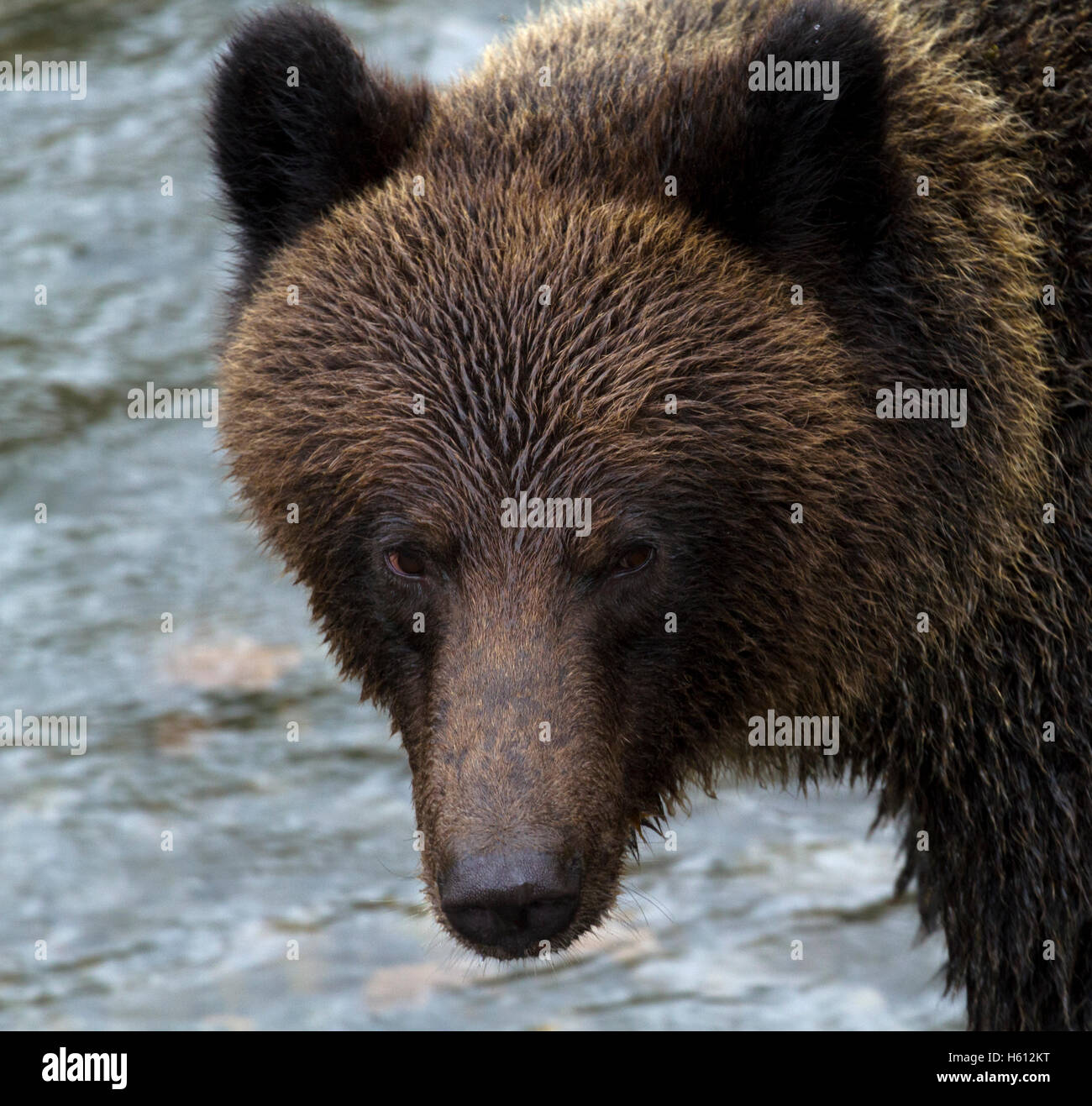 Heftige starren Grizzly Bären in British Columbia, Kanada, spiegelt eine große Räuber. Stockfoto