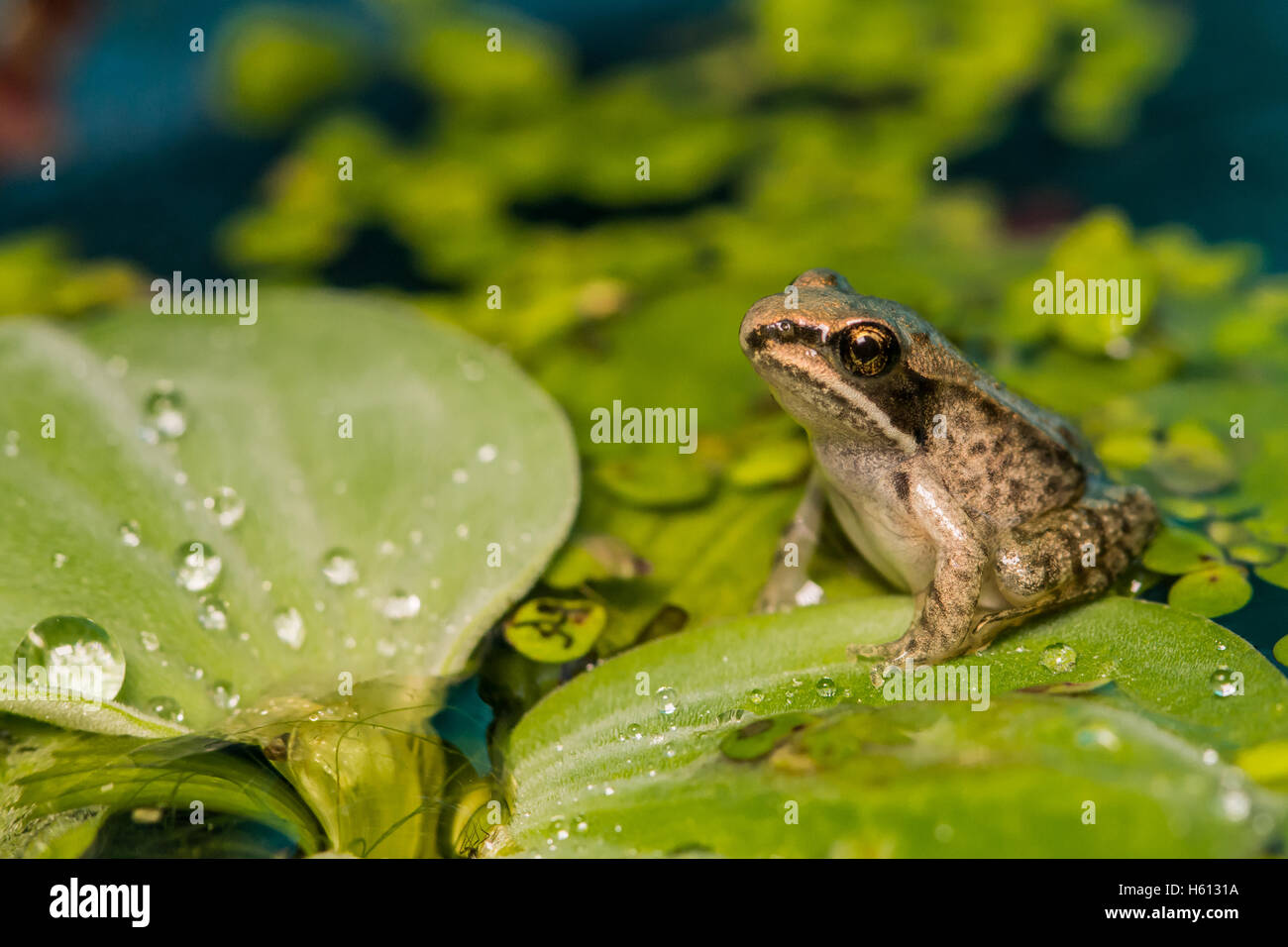 Holz-Frosch Metamorph Stockfoto