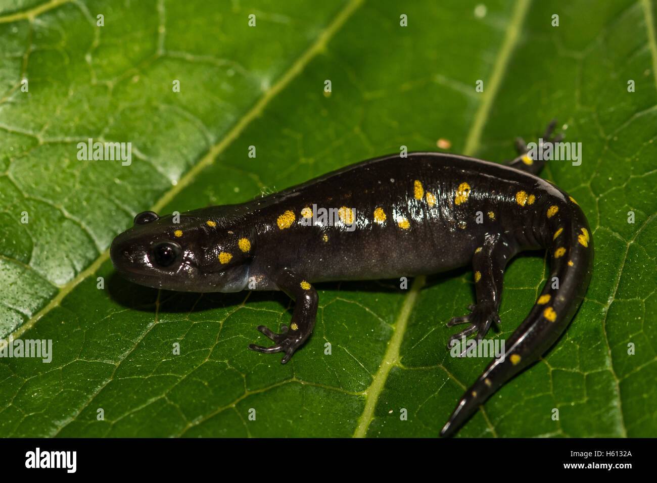 Gemeiner salamander -Fotos und -Bildmaterial in hoher Auflösung – Alamy
