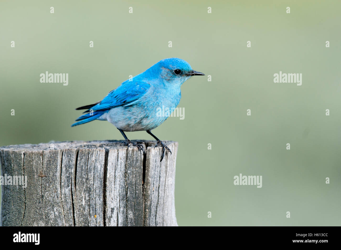 Männlichen Mountain Bluebird (Sialia Currucoides) thront auf Zaunpfahl, Elmore County, Idaho Stockfoto