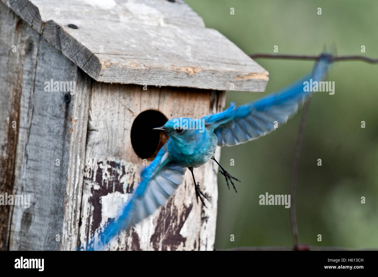 Männlichen Mountain Bluebird (Sialia Currucoides) herausfliegen Nistkasten, Elmore County, Idaho Stockfoto