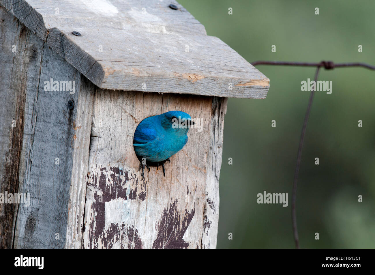 Männlichen Mountain Bluebird (Sialia Currucoides) im Nistkasten, Elmore County, Idaho Stockfoto