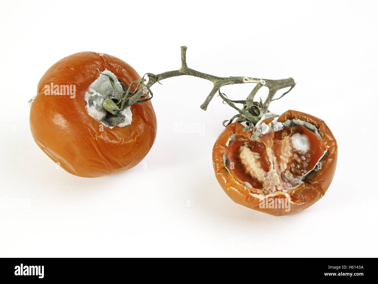 Schlechte schimmelige Tomaten, Gemüse detail verwöhnte, schimmelige Lebensmittel, Lebensmittel-Hintergrund Stockfoto