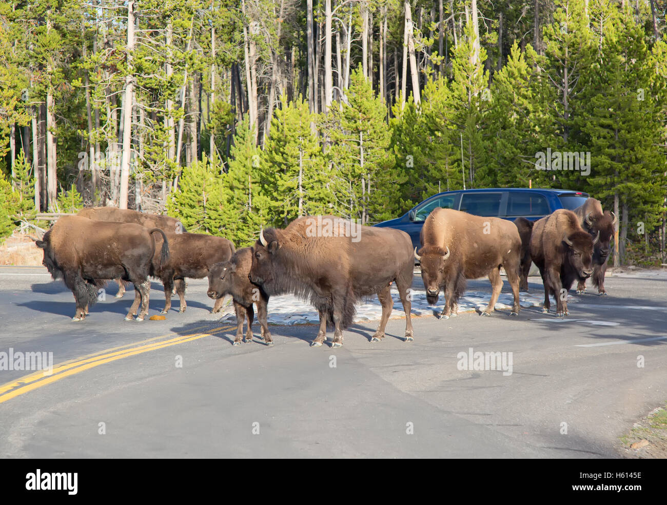 Bisons im Yellowstone National Park, Wyoming, USA Stockfoto