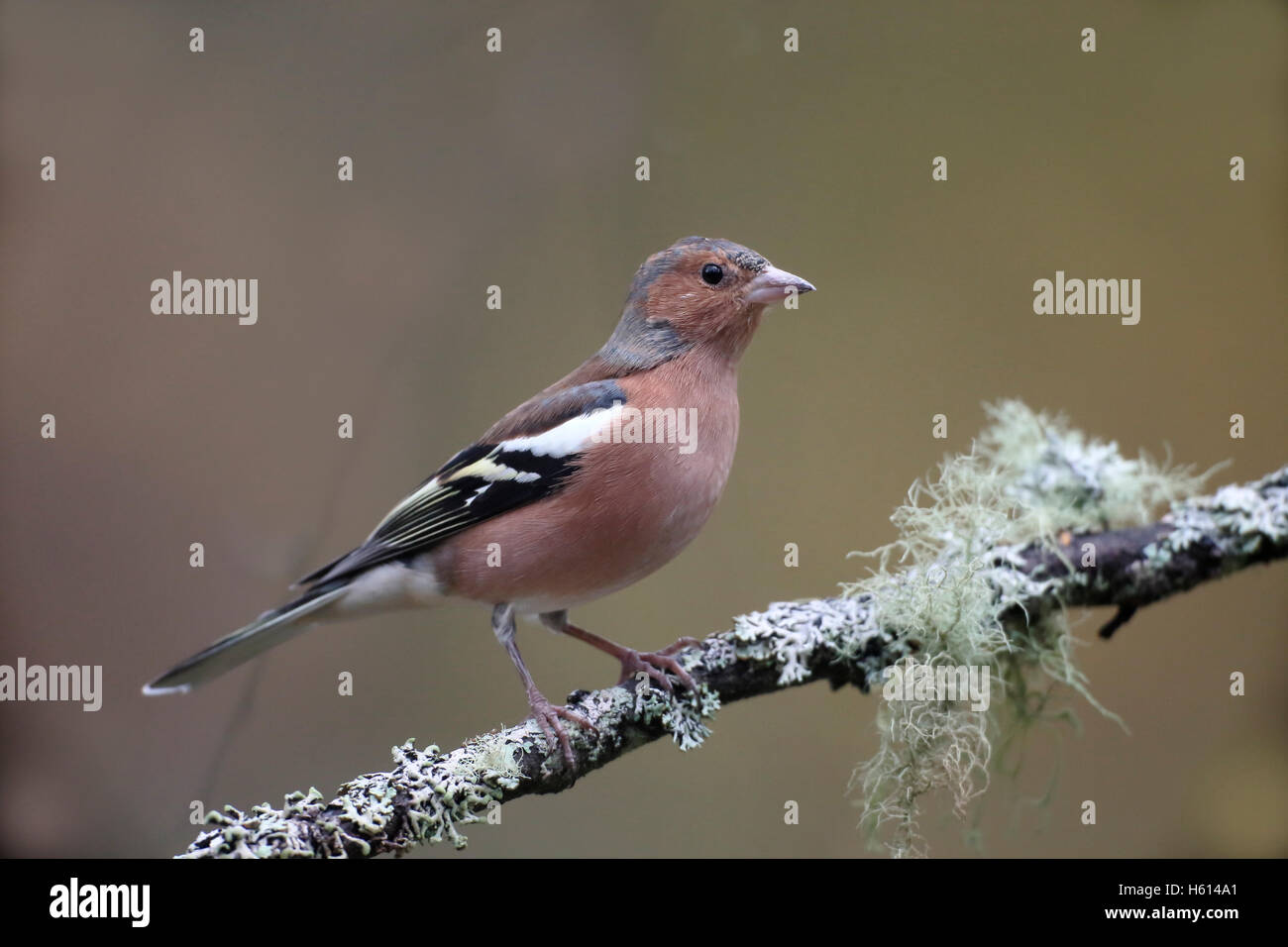 Buchfink, Fringilla Coelebs, einzelnes Männchen auf Ast, Schottland Oktober 2016 Stockfoto