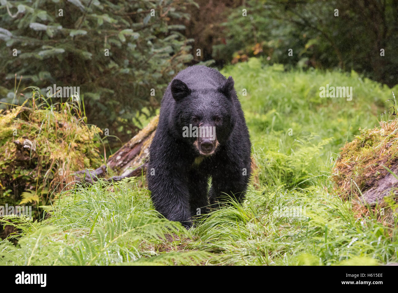 Schwarzbär, Wandern im Wald öffnen. Stockfoto