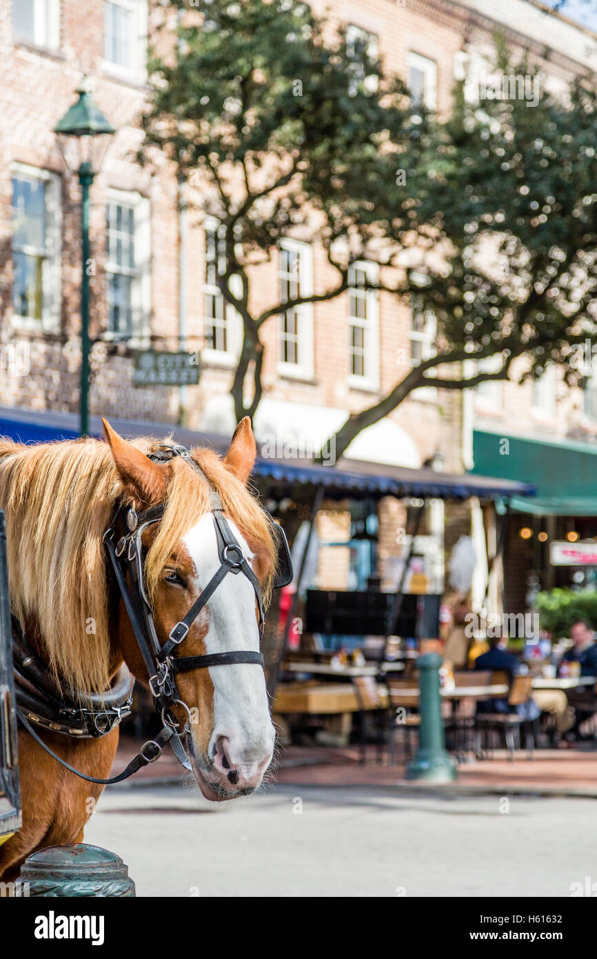 Pferd im Stadtmarkt in Savannah Stockfoto
