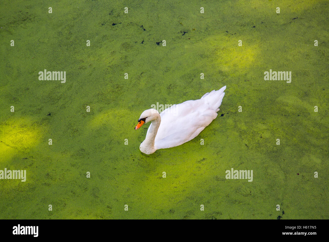 Schwan schwimmt auf dem Teich, der komplett mit Algen, Wasserlinsen bedeckt ist, Stockfoto