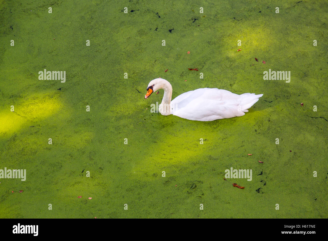 Schwan schwimmt auf dem Teich, der komplett mit Algen, Wasserlinsen bedeckt ist, Stockfoto