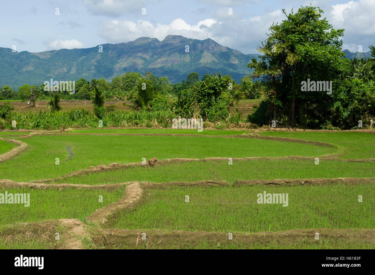Reisfelder, Mahiyangana, Sri Lanka Stockfoto