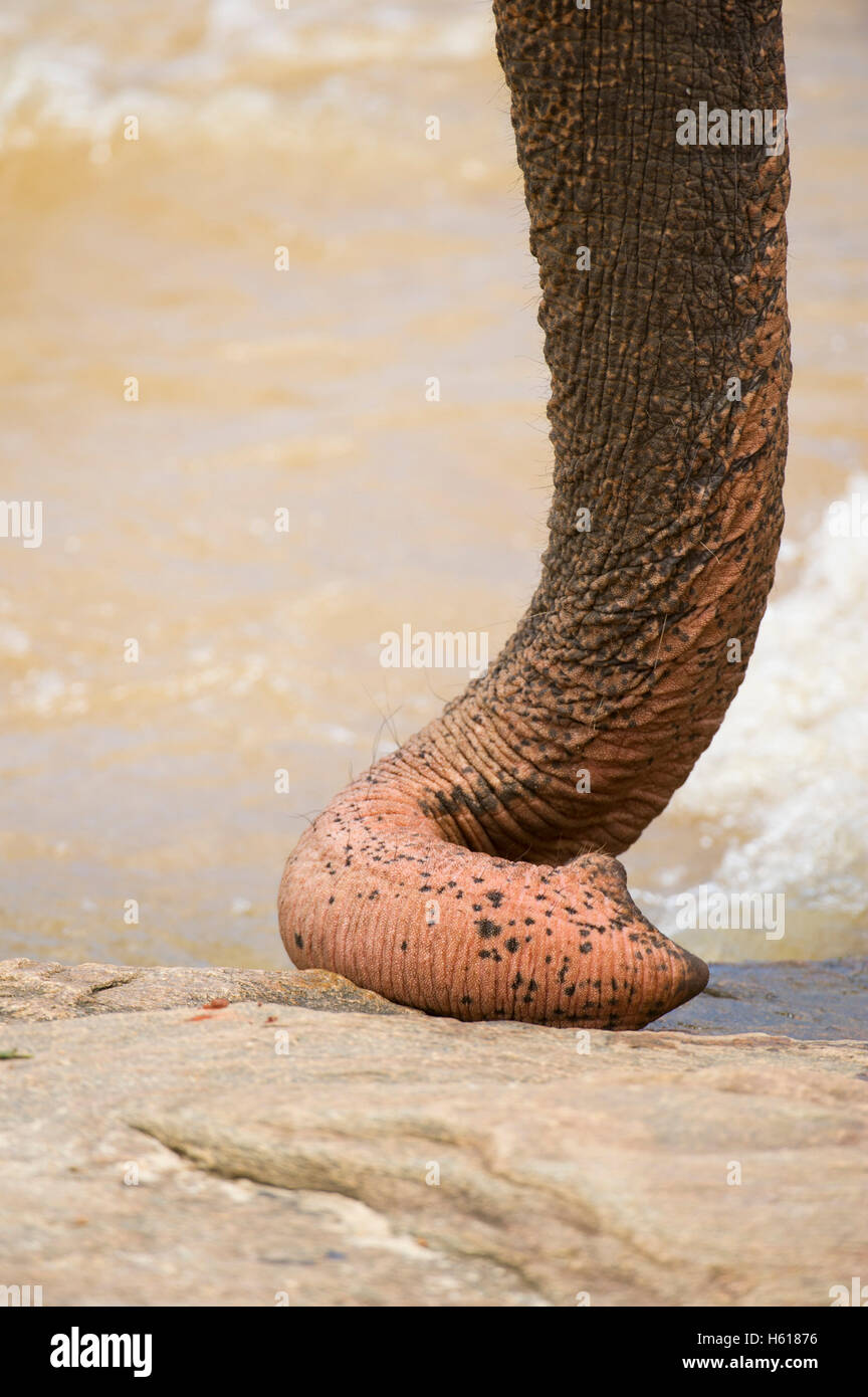 Asiatische Elefantenrüssel, Pinnawala Elephant Orphanage, Sri Lanka Stockfoto