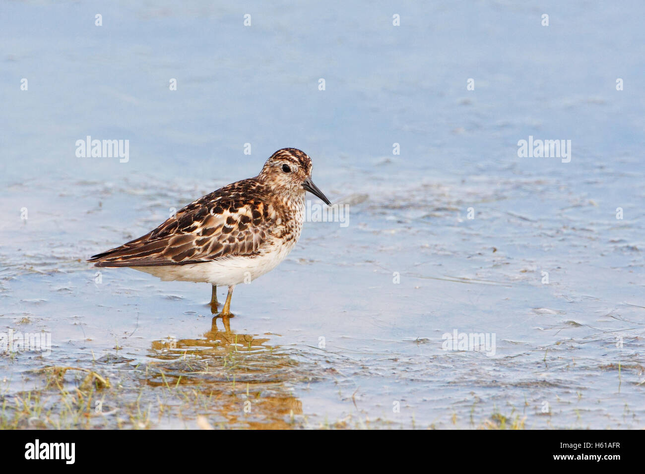 Wenigsten Strandläufer (Calidris Minutilla), Cape kann Zustand Park, New Jersey, USA Stockfoto