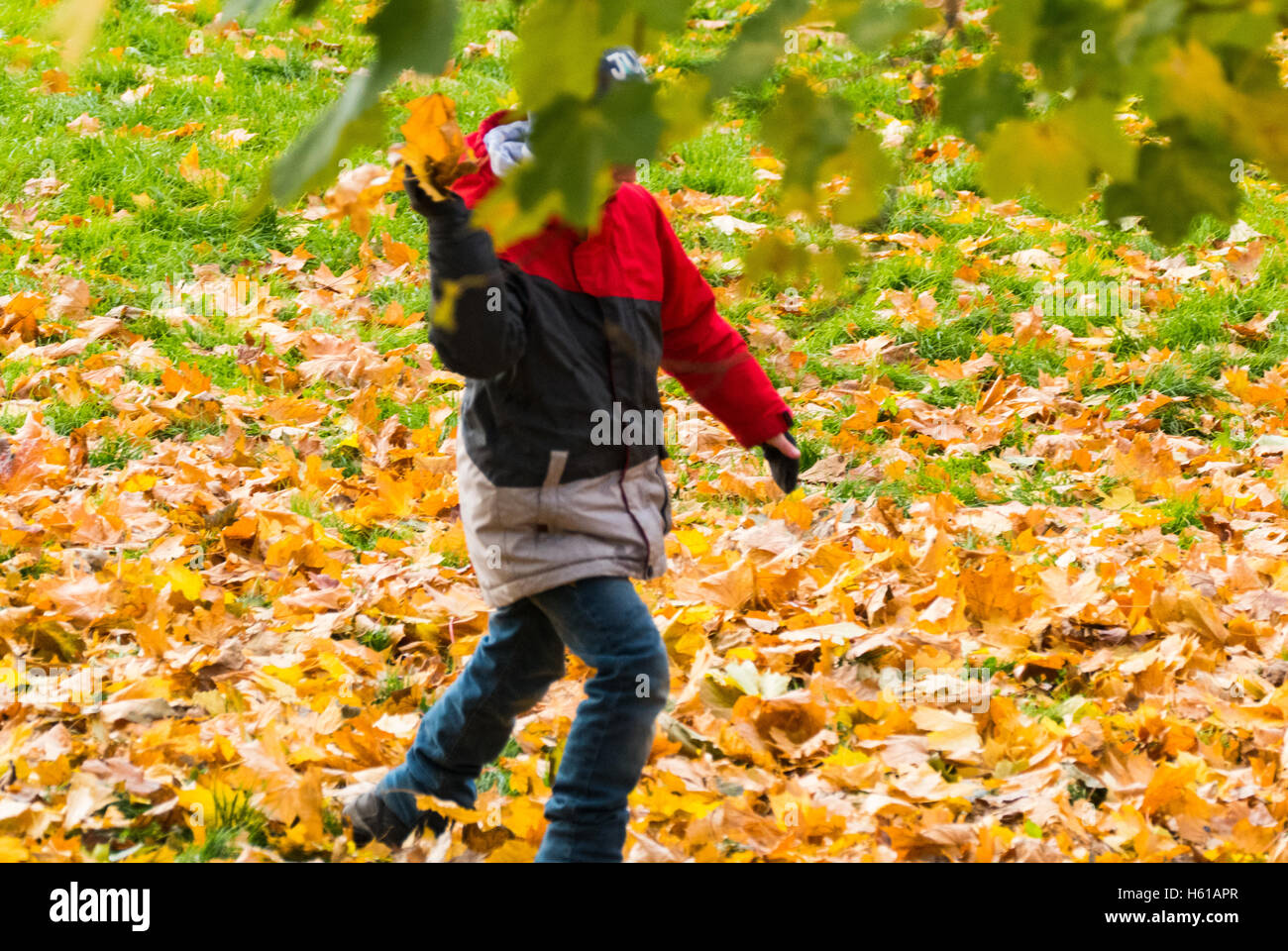 Eine Person spielt Herbst und der junge mit dem Schutz der Bäume Blätter Stockfoto