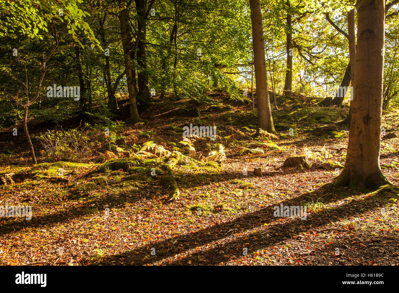 Gefleckte Sonnenlicht durch frühen Herbst Bäume in dem Wald des Dekans, Gloucestershire. Stockfoto