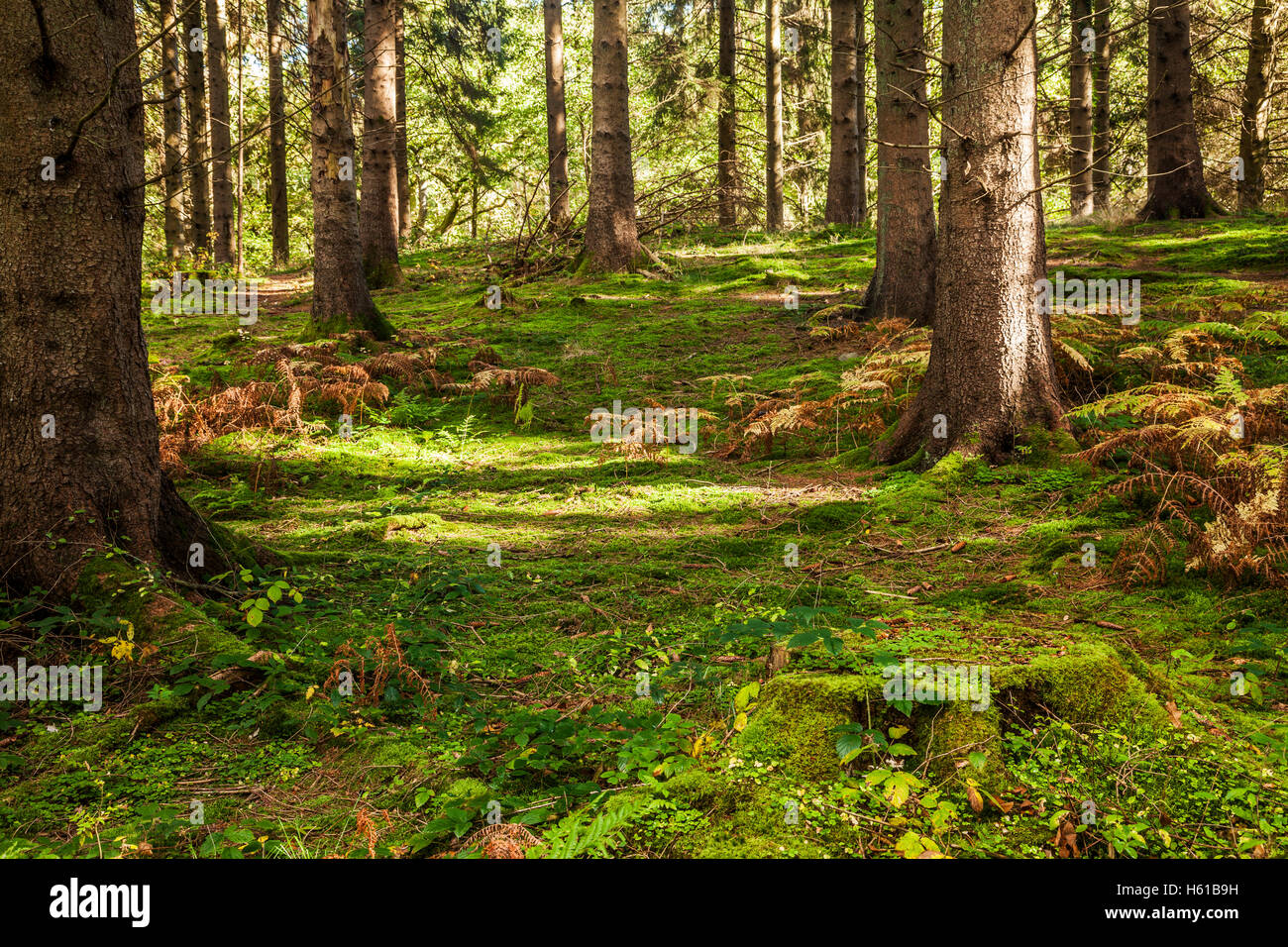 Gefleckte Sonnenlicht durch Nadelbäume in Wald des Dekans, Gloucestershire. Stockfoto