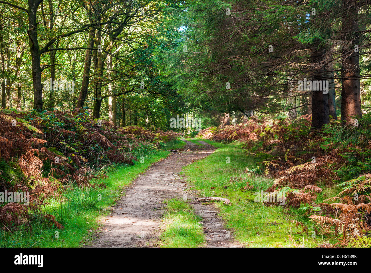 Wald-Pfad durch den Wald des Dekans, Gloucestershire. Stockfoto