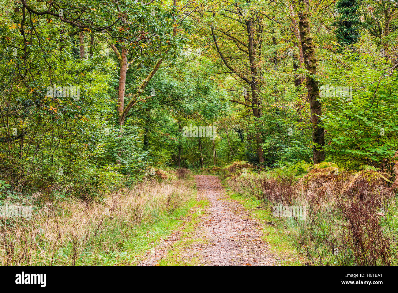 Wald-Pfad durch den Wald des Dekans, Gloucestershire. Stockfoto