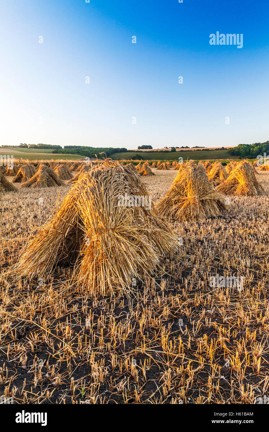 Traditionelle Stooks von Weizen in einem Feld in Wiltshire, UK. Stockfoto