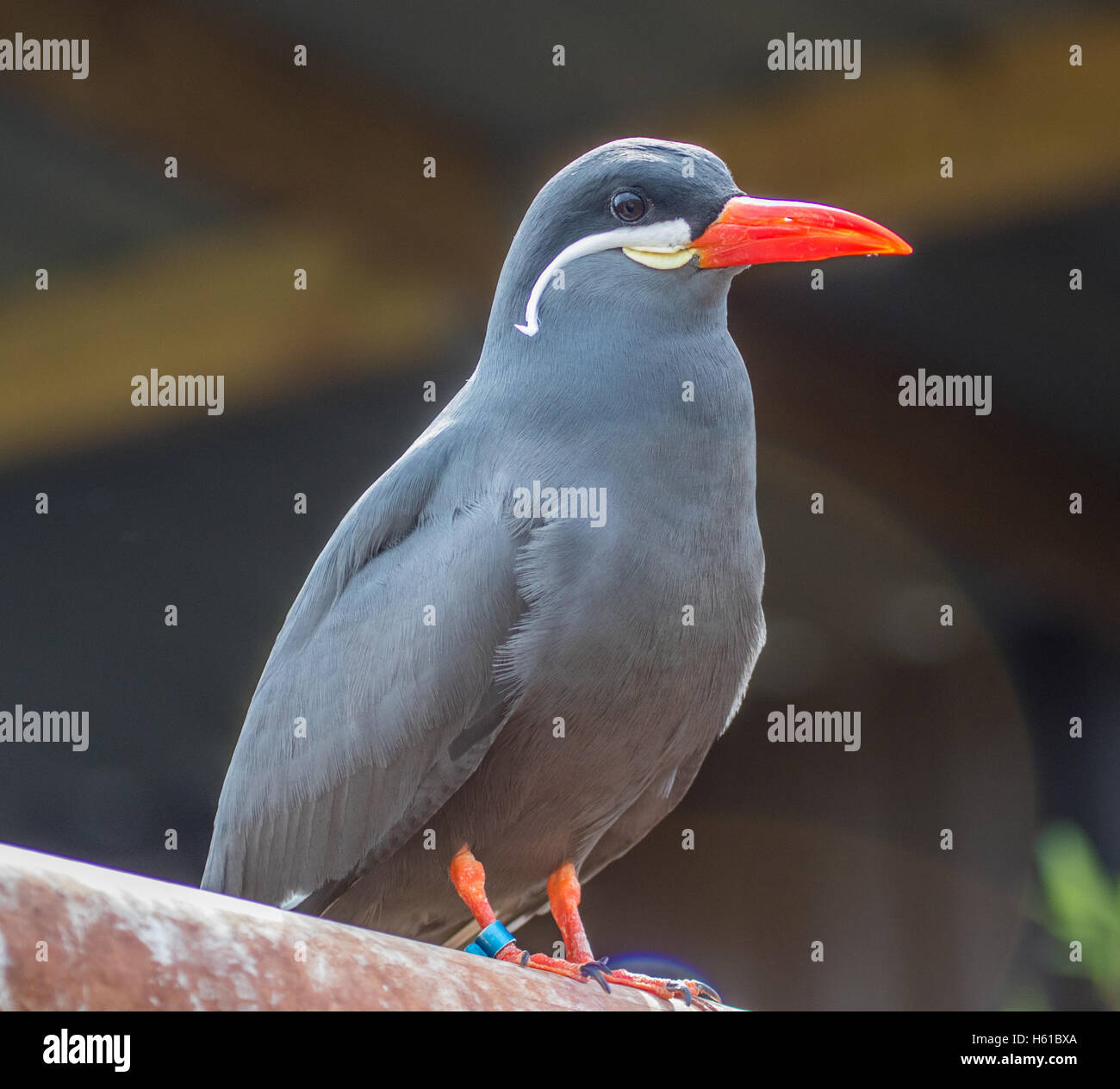 Inka-Seeschwalbe ruhen Stockfoto