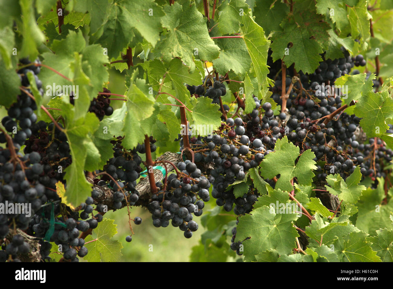 Reife concord trauben -Fotos und -Bildmaterial in hoher Auflösung – Alamy