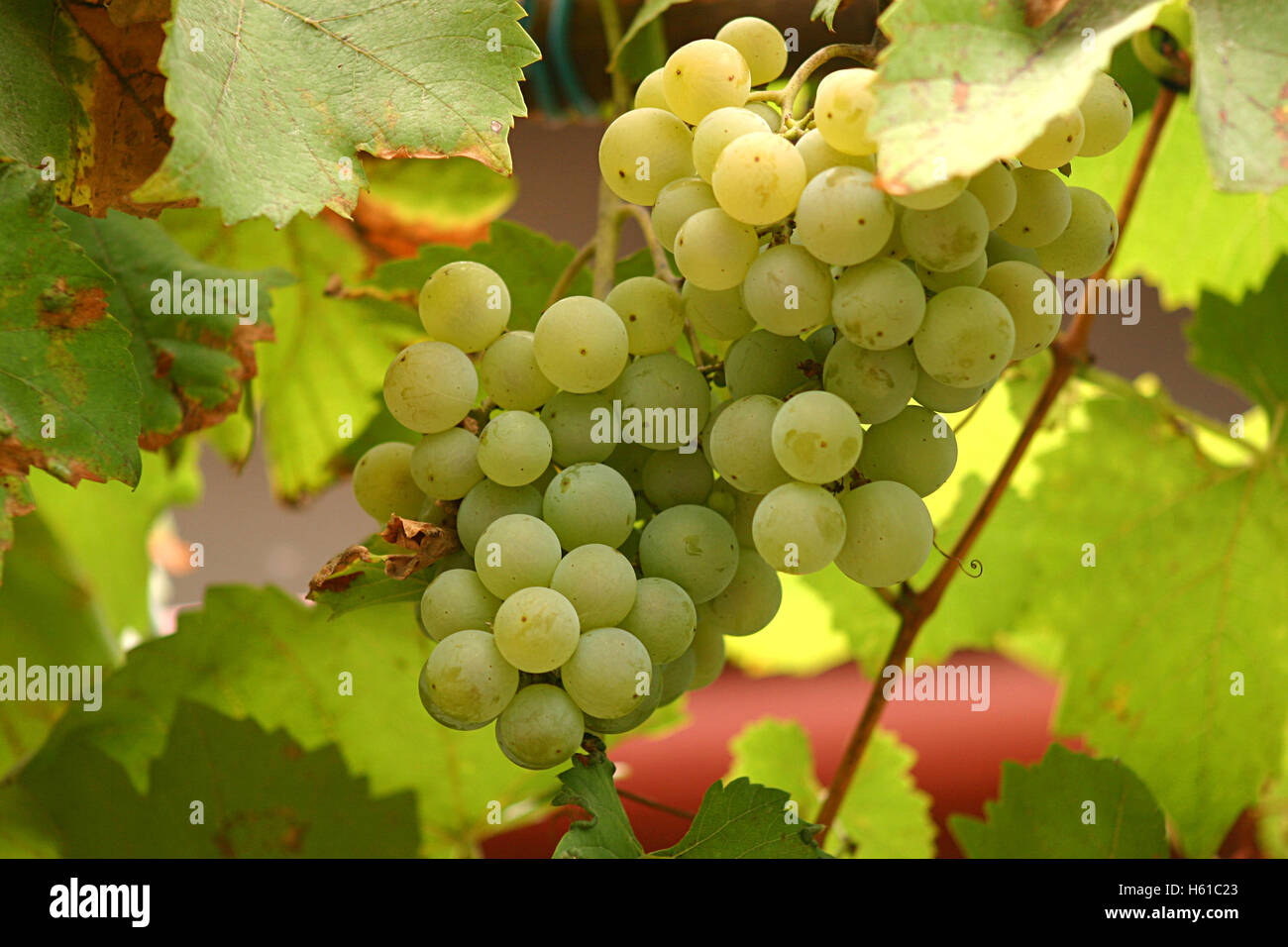 Reife concord trauben -Fotos und -Bildmaterial in hoher Auflösung – Alamy