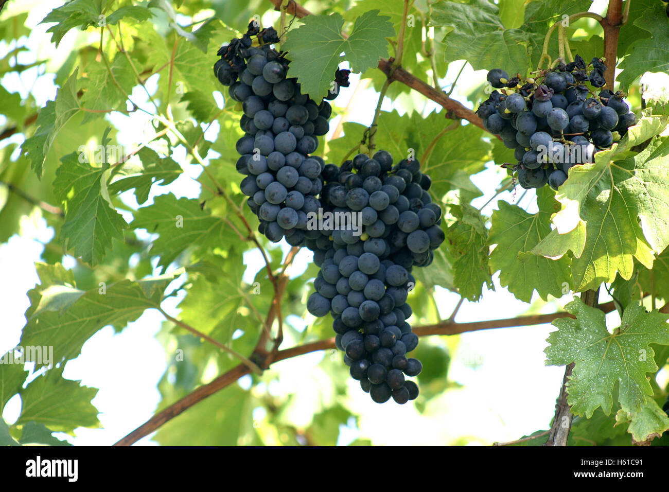 Reifen Trauben am Rebstock Stockfoto