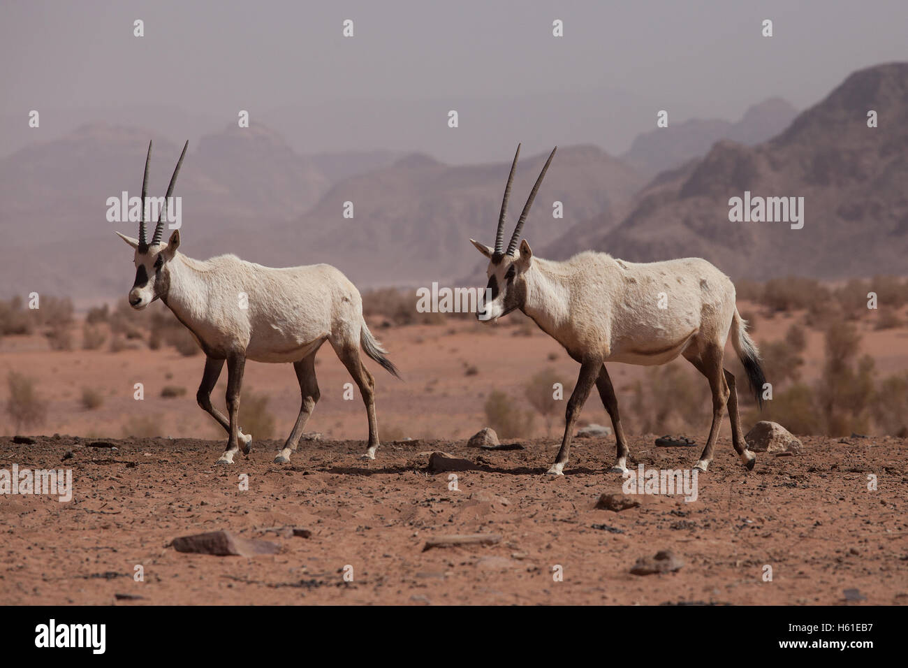 Arabische Oryx oder Weiße Oryx (Oryx leucoryx) Antilopen im Wadi Rum
