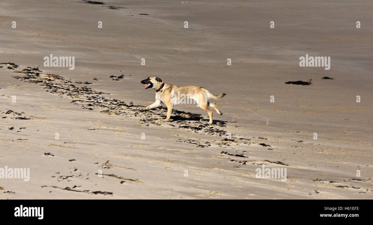 Ein Hund läuft eine Kugel an einem Strand in Großbritannien zu holen Stockfoto