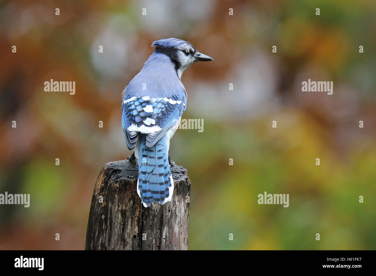 Ein Blue Jay hocken auf einem Pfosten im Herbst Stockfoto