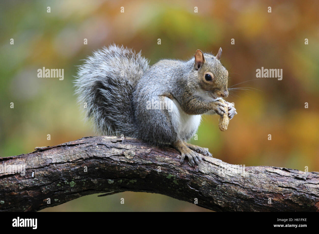Eine östliche graue Eichhörnchen Kolke Carolinensis sitzt auf einem Ast im Herbst Essen eine Nuss Stockfoto