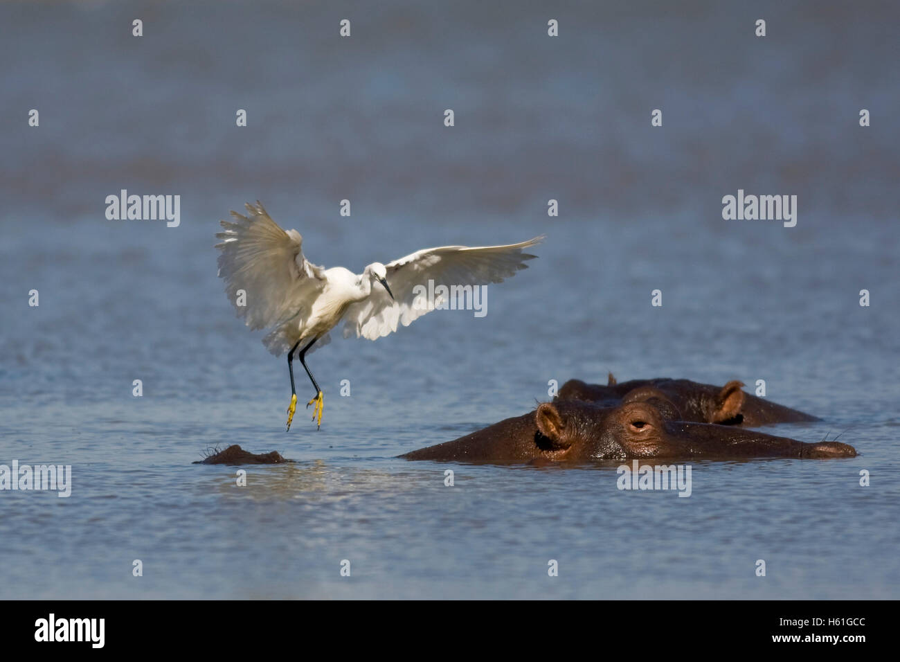 Seidenreiher (Egretta Garzetta) landet auf einem Flusspferd (Hippopotamus Amphibius), Mkhuze National Park, Südafrika, Afrika Stockfoto