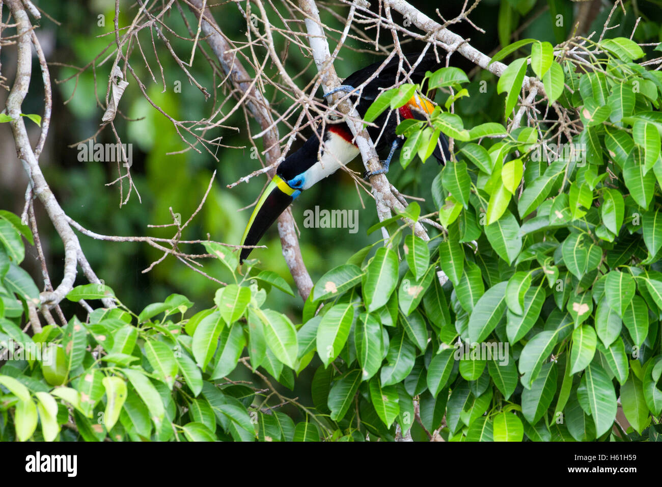 Kanal-billed Tukan aus Baum gelehnt Stockfoto